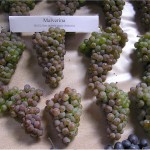 Winogrona odmiany Malverina