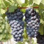 Winogrona odmiany Modrý Portugal