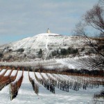 Velké Bílovice - zimowe winnice